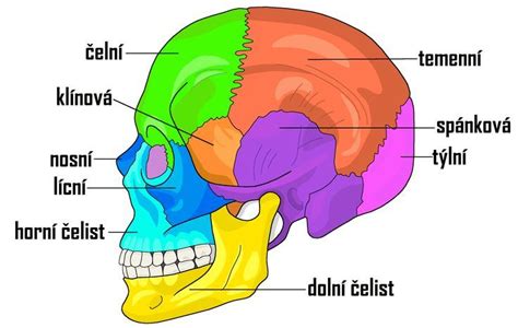 Ilustrácia detského tela so zameraním na kosti a kĺby, naznačujúca rastové body.