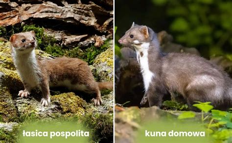 porovnanie labiek kuny lesnej a skalnej