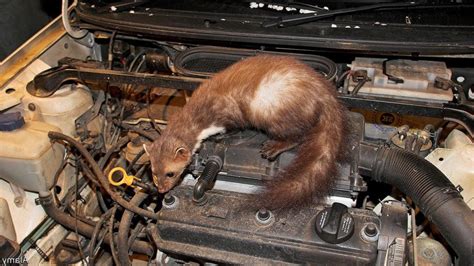 ilustrácia kuny hryzúcej kábel v aute