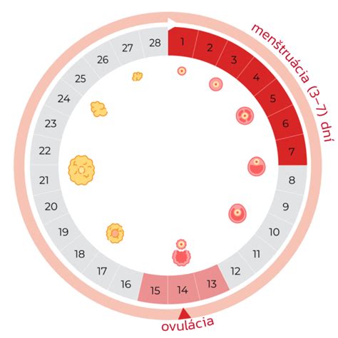 infografika znázorňujúca priebeh menštruačného cyklu a ovulácie