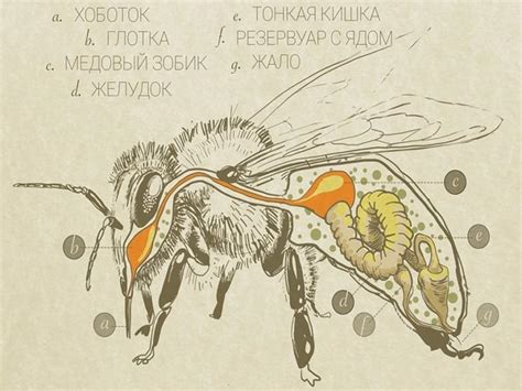 ilustrácia znázorňujúca včelu robotnicu produkujúcu materskú kašičku