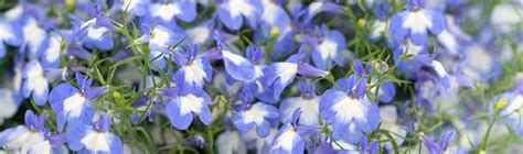 interiér súkromných jaslí Lobelka