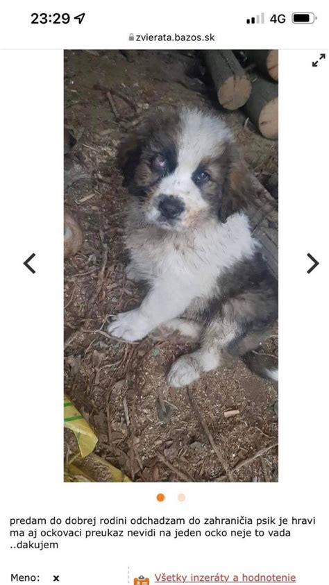 Šteniatko na plienke, majiteľ ho chváli