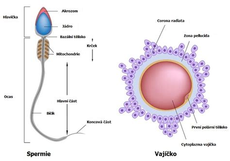 Ilustrácia znázorňujúca spojenie spermie a vajíčka.