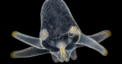 Ilustrácia ľudských spermií pod mikroskopom