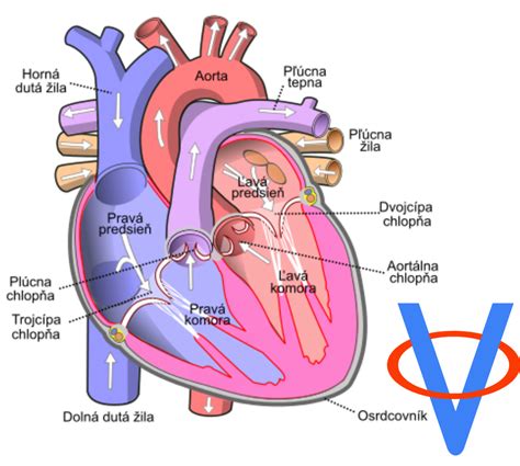 Schematické znázornenie plodového srdca s vyznačenými štyrmi komorami a hlavnými cievami.