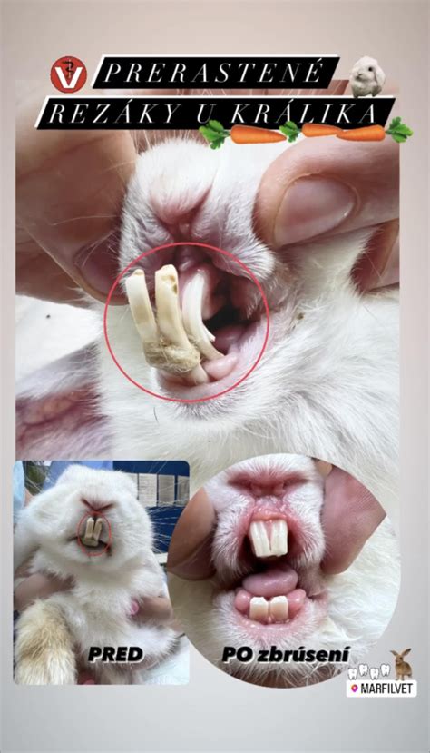 ilustrácia príznakov chorého králika