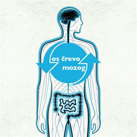 Ilustrácia zobrazujúca os črevo-mozog, zdôrazňujúca súvislosť medzi trávením a neurologickým zdravím.