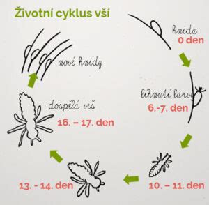 Infografika zobrazujúca životný cyklus vši a spôsoby prenosu.
