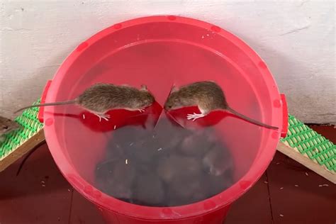 vizualizácia rôznych typov pascí a deratizačných staníc na myši