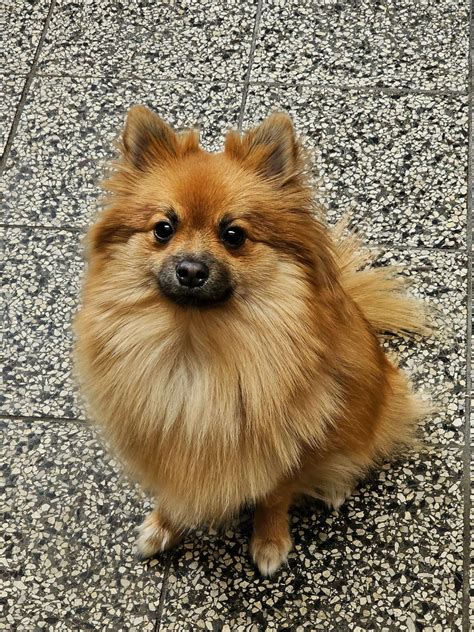 Ilustračná fotografia nemeckého špica s charakteristickou líščou tvárou a huňatým chvostom.