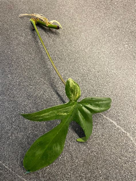 Ilustrácia rôznych metód vegetatívneho rozmnožovania rastlín: odrezky, podzemky, hľuzy, cibule.