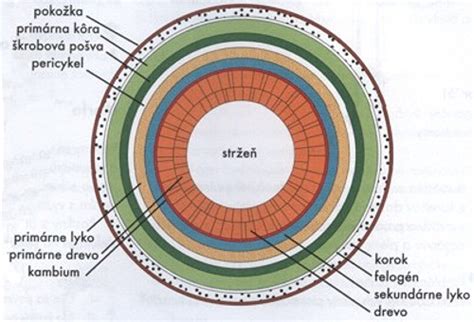Schematický prierez koreňa rastliny s vyznačenými vrstvami.
