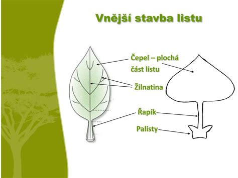 Detailný pohľad na stavbu listu s vyznačenými anatomickými časťami.