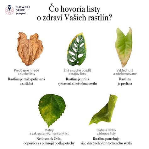 Mikroskopický záber vajíčka rastliny s vyznačenými štruktúrami.