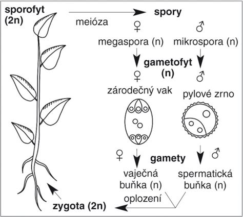 Ilustrácia procesu dvojitého oplodnenia u krytosemenných rastlín.