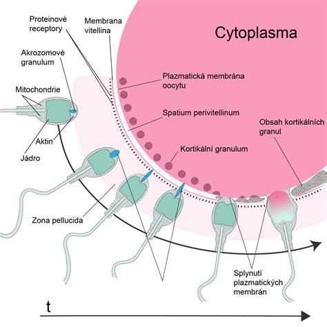 grafické znázornenie ľudskej bunky spermie a vajíčka