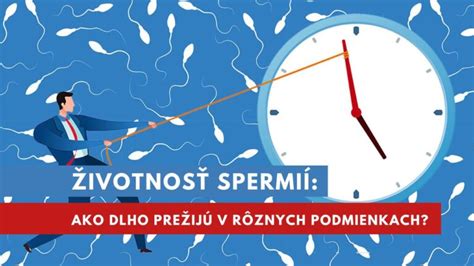 Infografika znázorňujúca proces oplodnenia a životaschopnosť spermií v ženskom tele.