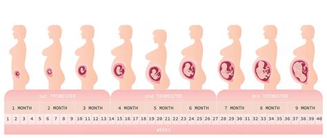 Infografika s vývojom plodu týždeň po týždni