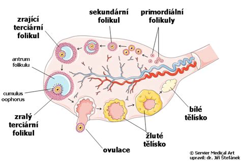 Ilustrácia dozrievania folikulu vo vaječníku