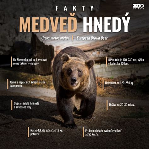 Ilustrácia Máše a medveďov.