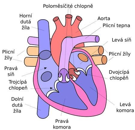 Ilustrácia ľudského srdca s vyznačenými komorami a cievami