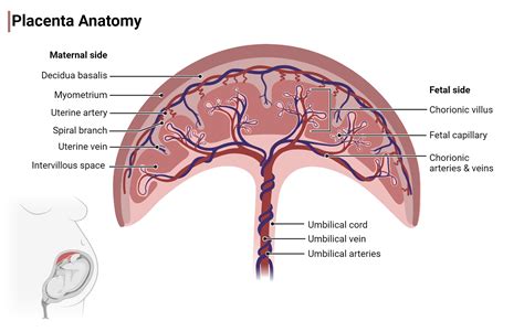 Diagram štruktúry placenty a jej spojenia s plodom cez pupočnú šnúru