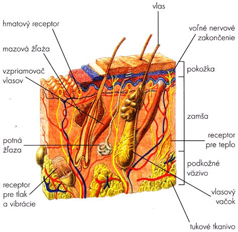 Ilustrácia detskej pokožky s vyznačenými vrstvami a funkciami.
