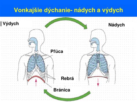 Schematické znázornenie fáz dýchania: nádych a výdych.