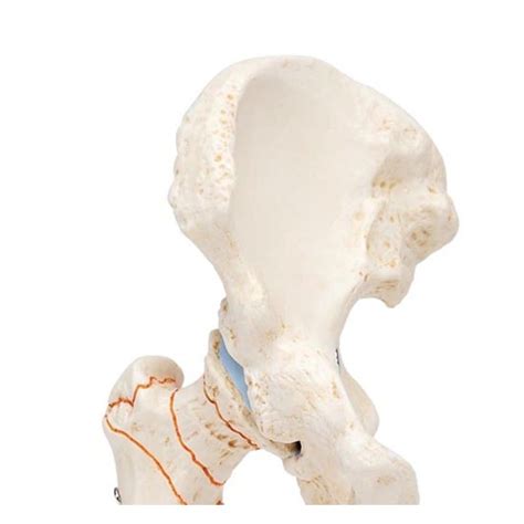 Ilustrácia zobrazujúca anatómia bedrového kĺbu novorodenca