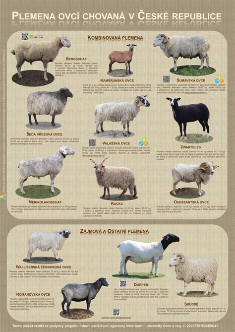 Ilustračná fotografia ovce plemena Hampshire