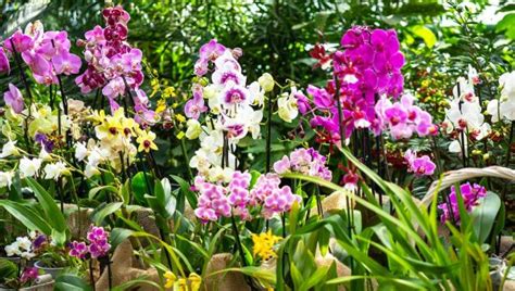 farebné orchidey v tropickej džungli