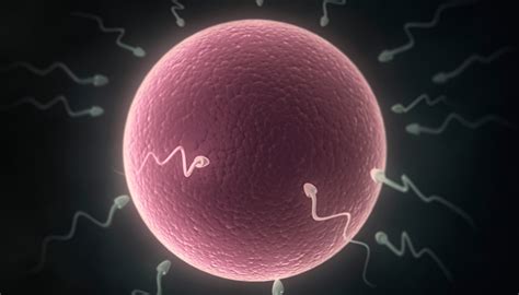 Ilustračný obrázok zobrazujúci proces IVF, od odberu vajíčok a spermií až po kultiváciu embrya a jeho transfer do maternice.
