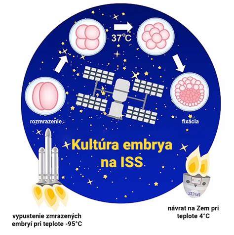 Mikroskopický záber embrya vo včasnom štádiu vývoja.
