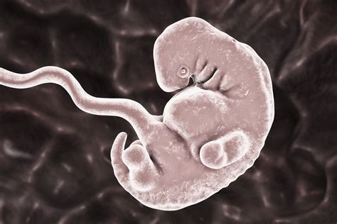 Embryo v 4. týždni vývoja