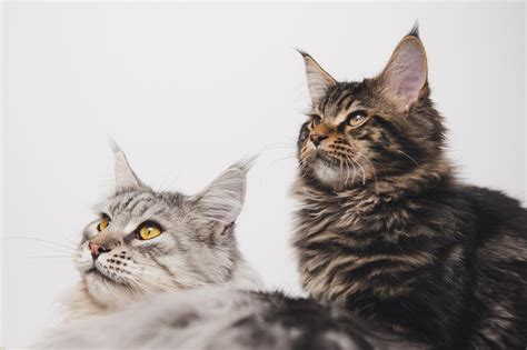 Ilustračná fotografia mačky, ktorá sa nadmerne líže na labke.