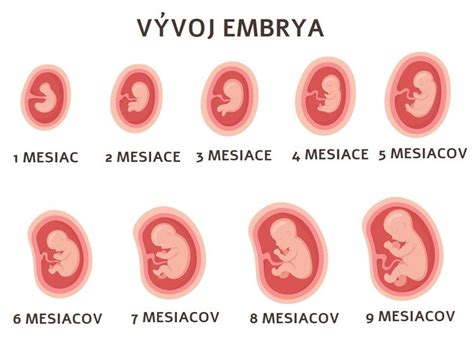 Ilustrácia fáz uhniezdenia embrya v maternici