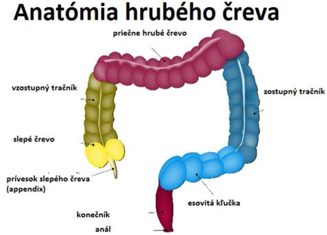 schéma tráviaceho systému s vyznačením tenkého a hrubého čreva
