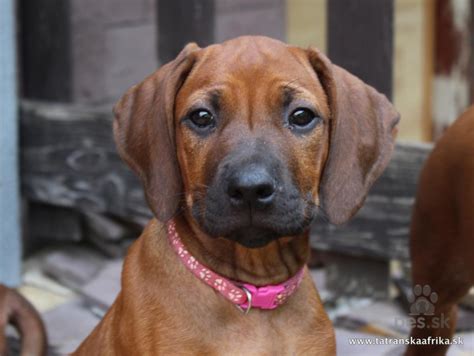 Pes plemena Rodézsky Ridgeback pri poľovníctve