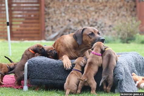Šteňa Rodézskeho Ridgebacka počas tréningu