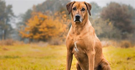Ilustrácia ukazujúca bežné zdravotné problémy Rodézskeho Ridgebacka