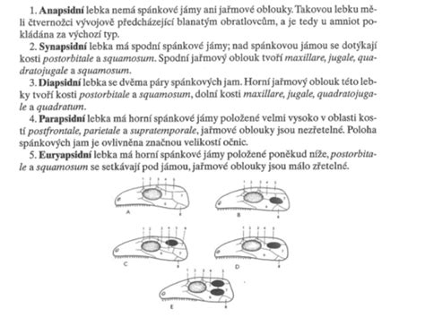 schéma spánkových cyklov u bábätiek