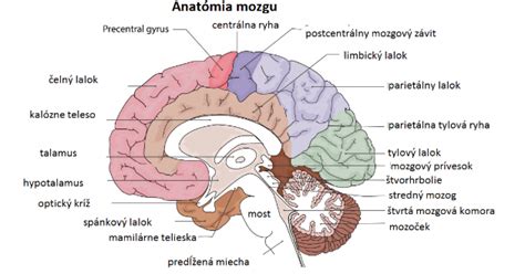 Ilustrácia mozgu dieťaťa s vyznačenými oblasťami zodpovednými za učenie a pozornosť