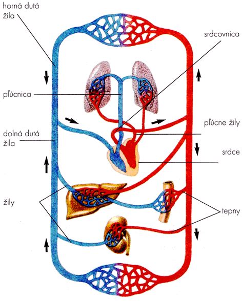 Schéma ukazujúca vývoj pľúc dieťaťa a funkciu surfaktantu.