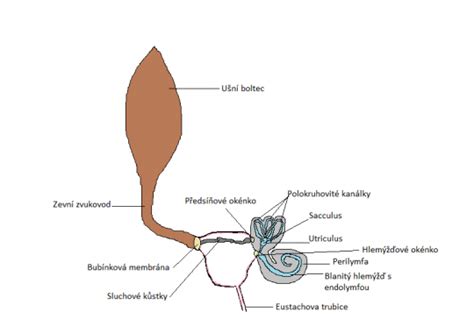Schéma vývoja zárodočných listov a vzniku neurálnej trubice