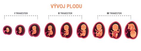 Ilustrácia zobrazujúca postupný vývoj plodu v maternici počas tehotenstva.