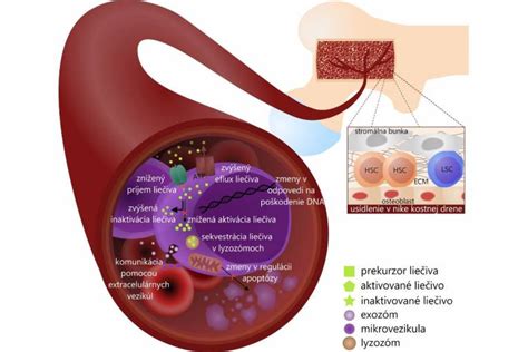grafické znázornenie načasovania liečby HIV počas tehotenstva