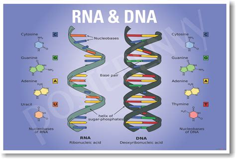 Molekulárna štruktúra DNA a RNA.