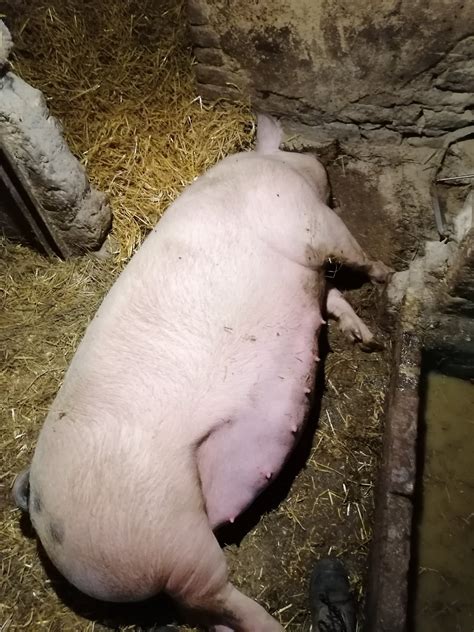 Reflex nehybnosti prasnice v ruji počas párenia