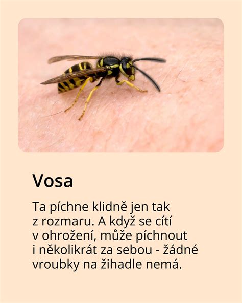 Porovnanie včely a osy s vyznačenými rozdielmi v žihadle